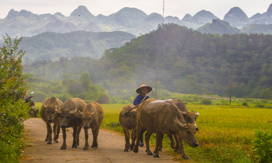 Circuit Tribus au Nord-Ouest Vietnam en 12 Jours