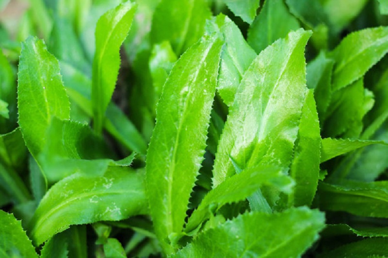 Quelles herbes trouve-t-on dans la cuisine vietnamienne